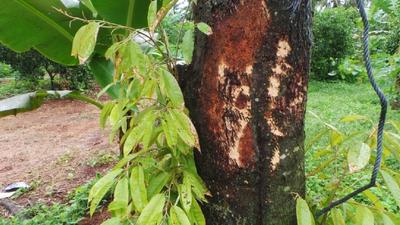 Bệnh thối rễ, thối gốc Sầu Riêng